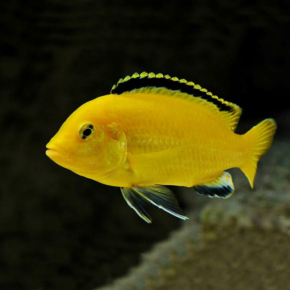 Imagem do Labidochromis